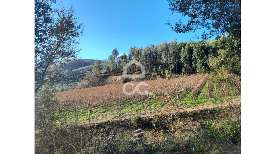 Terreno para Venda em Cernadelo e Lousada (São Miguel e Santa Margarida) Foto 7