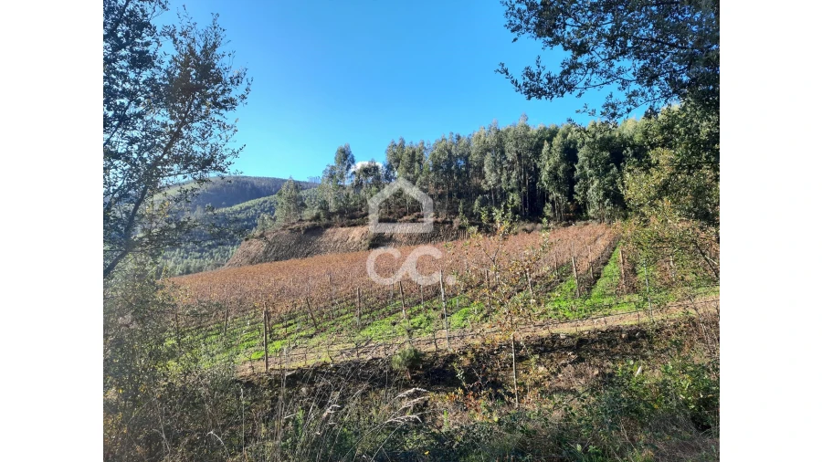 Terreno para Venda em Cernadelo e Lousada (São Miguel e Santa Margarida) Foto 20