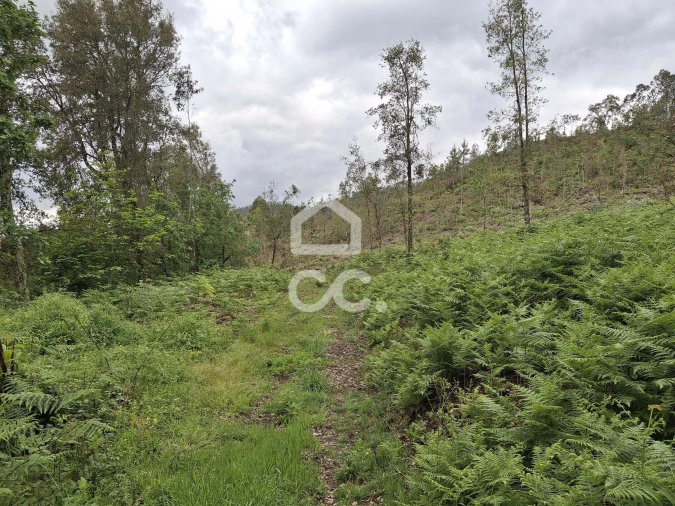 Terreno para Venda em Cernadelo e Lousada (São Miguel e Santa Margarida) Foto 29
