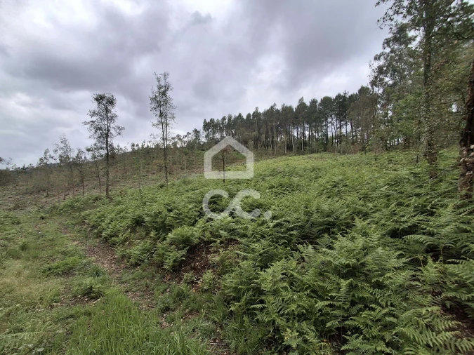 Terreno para Venda em Cernadelo e Lousada (São Miguel e Santa Margarida) Foto 31