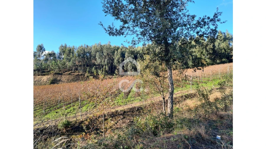 Terreno para Venda em Cernadelo e Lousada (São Miguel e Santa Margarida) Foto 2