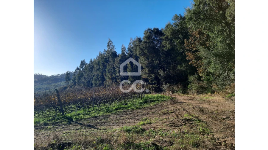 Terreno para Venda em Cernadelo e Lousada (São Miguel e Santa Margarida) Foto 18