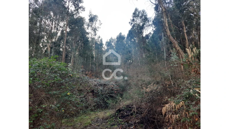 Terreno para Venda em Nespereira e Casais Foto 14