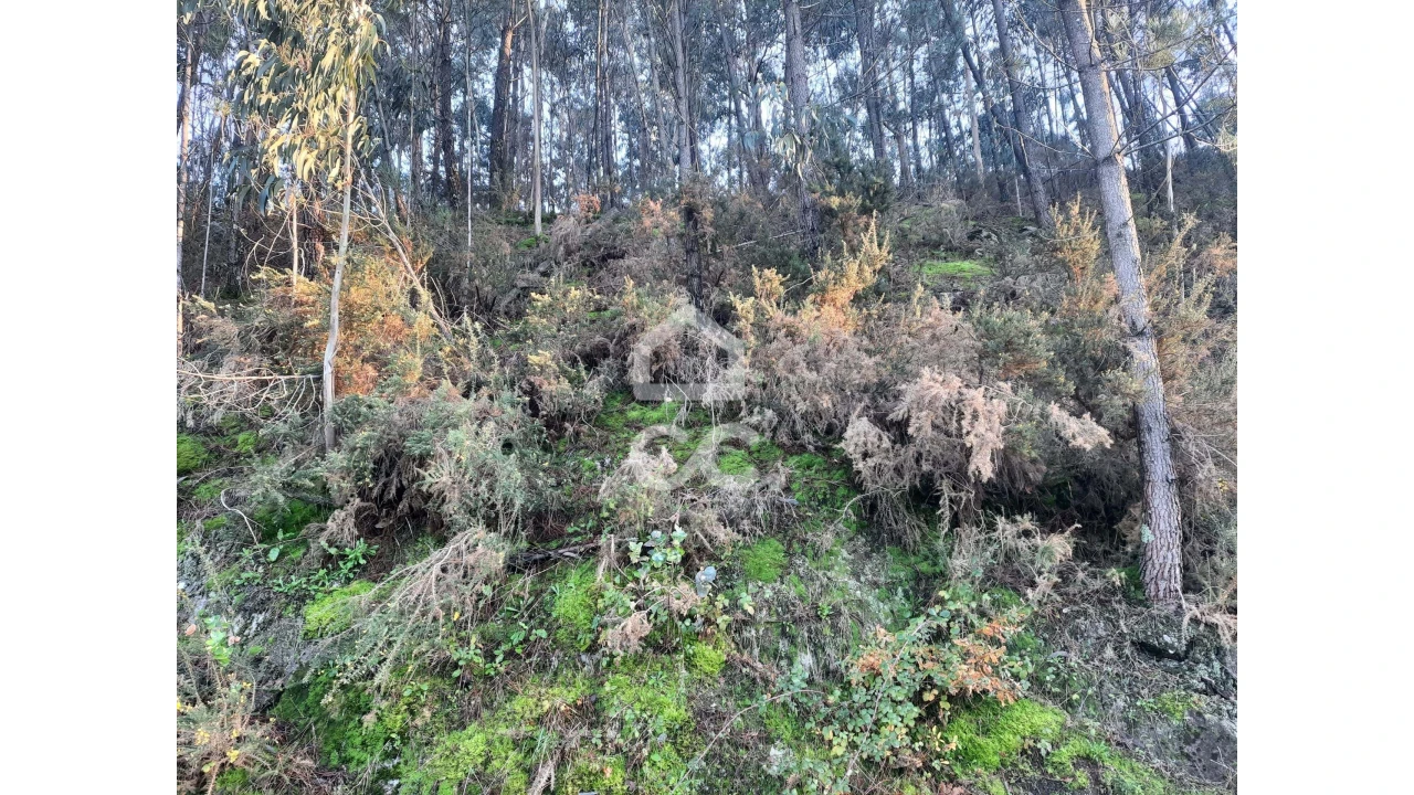 Terreno para Venda em Nespereira e Casais Foto 19