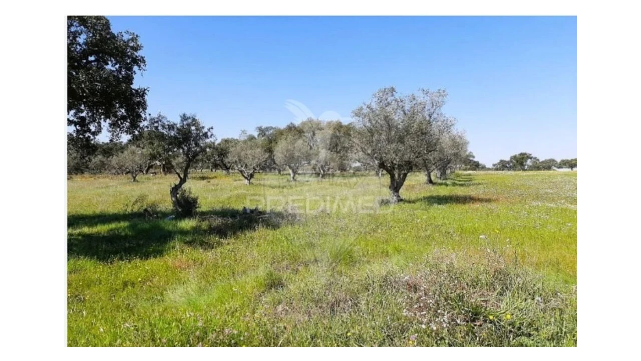 Terreno para Venda em São Martinho das Amoreiras Foto 1