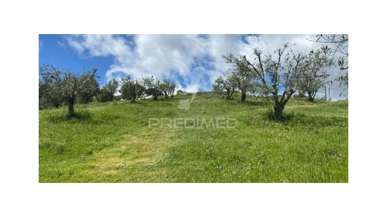 Terreno para Venda em São Martinho das Amoreiras Foto 2