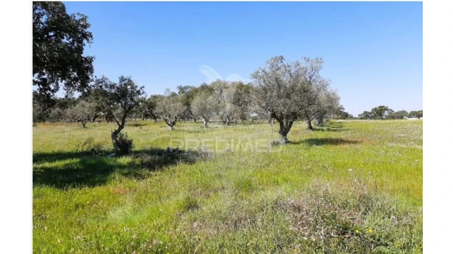 Terreno para Venda em São Martinho das Amoreiras