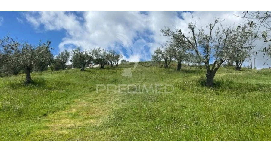 Terreno para Venda em São Martinho das Amoreiras Foto 2