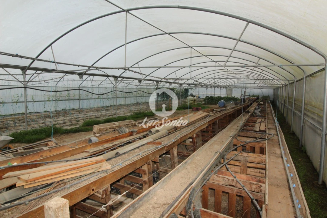 Terreno Agricola ou Rústico para Venda em Silvares (São Martinho) Foto 3