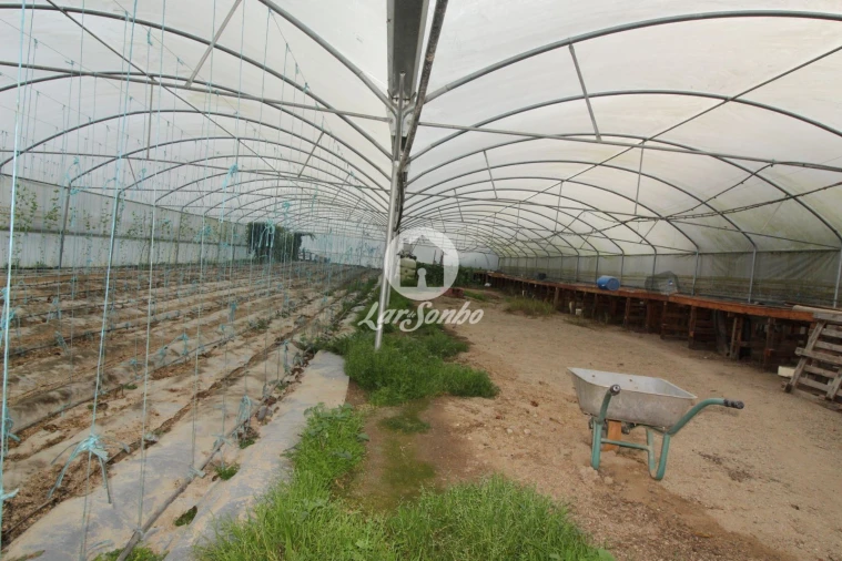 Terreno Agricola ou Rústico para Venda em Silvares (São Martinho) Foto 2