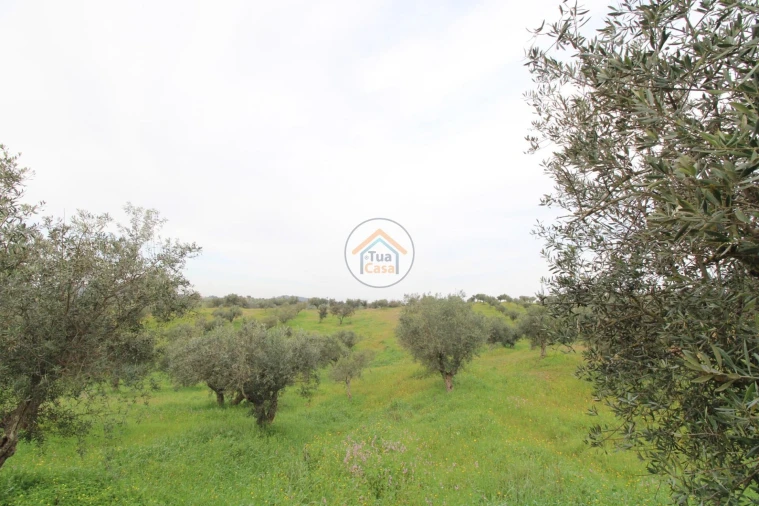 Terreno para Venda em Amieira e Alqueva Foto 9