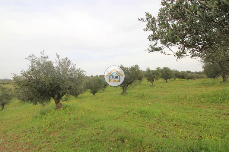 Terreno para Venda em Amieira e Alqueva Foto 8