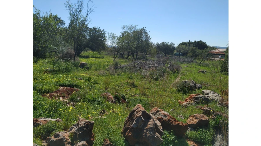 Terreno para Venda em Alte Foto 4