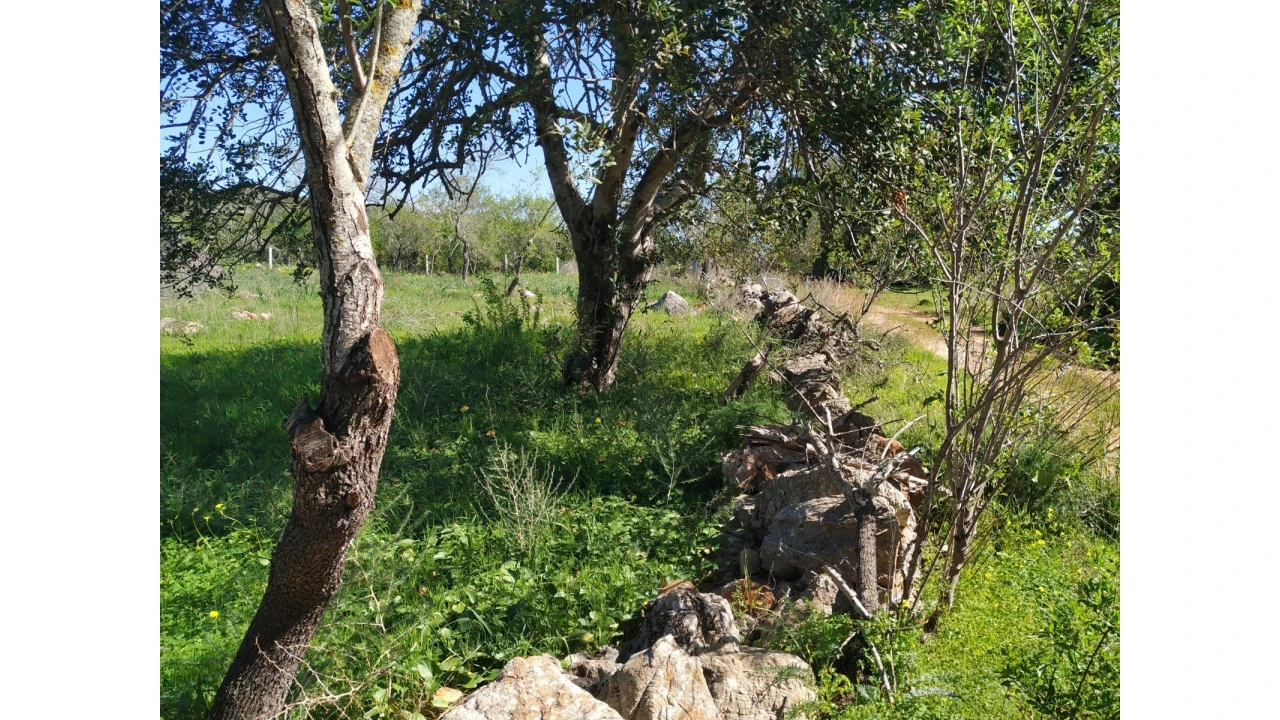 Terreno para Venda em Alte Foto 8