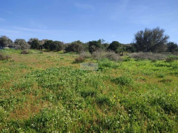 Terreno para Venda em Barão de São Miguel