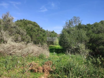 Terreno para Venda em Barão de São Miguel