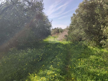 Terreno para Venda em Barão de São Miguel