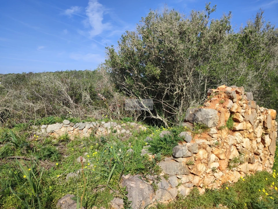 Terreno para Venda em Barão de São Miguel Foto 4