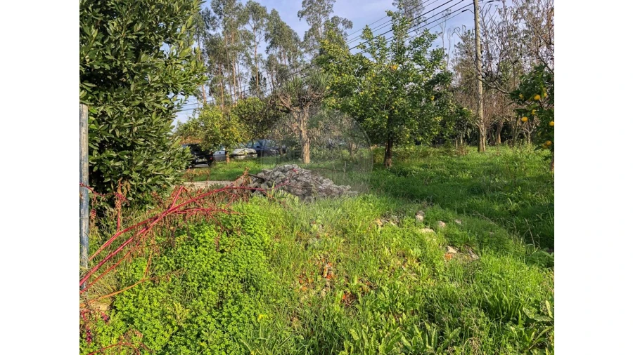 Negócio para Venda em Ovar, São João, Arada e São Vicente de Pereira Jusã Foto 20