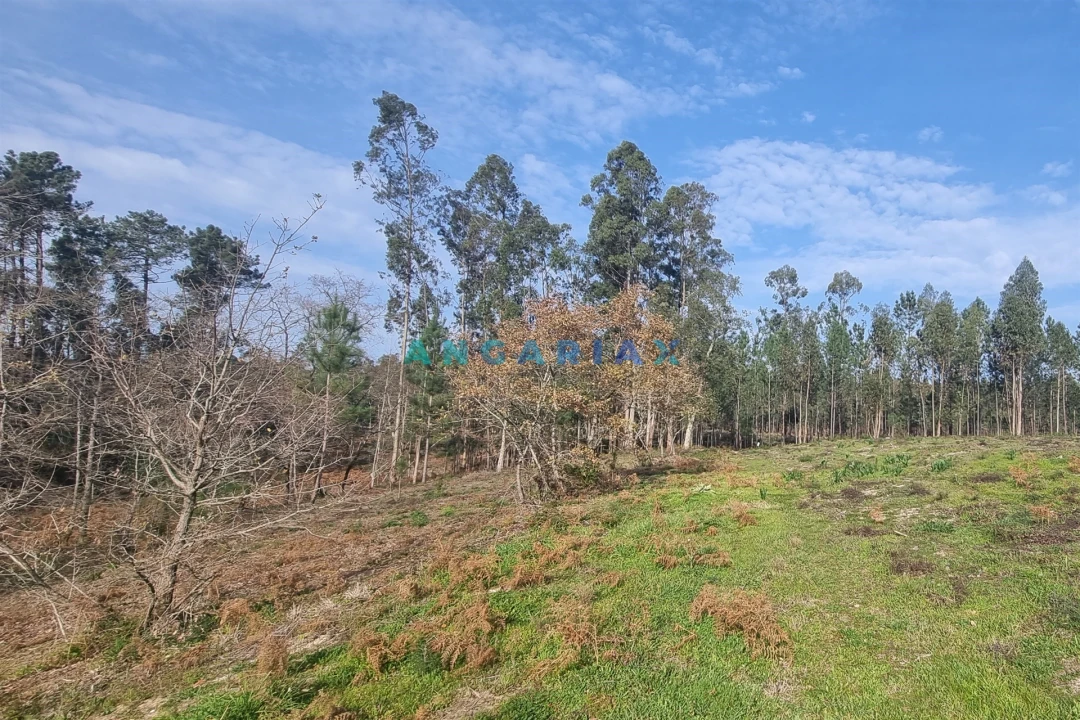Terreno para Venda em Maceira Foto 7