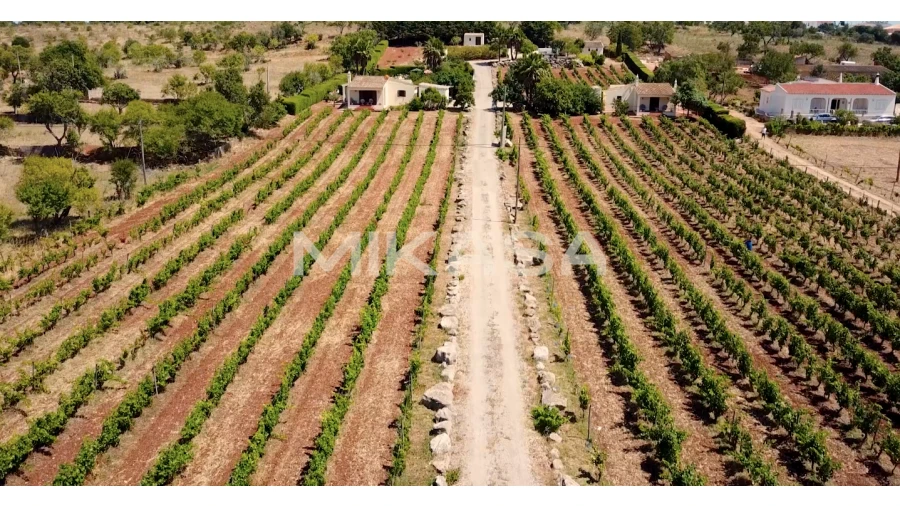 Quinta T7 para Venda em Luz Foto 20