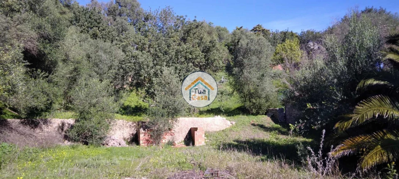 Terreno para Venda em Salir Foto 5
