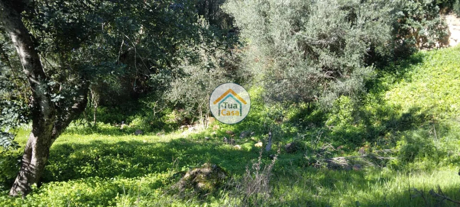 Terreno para Venda em Salir Foto 14