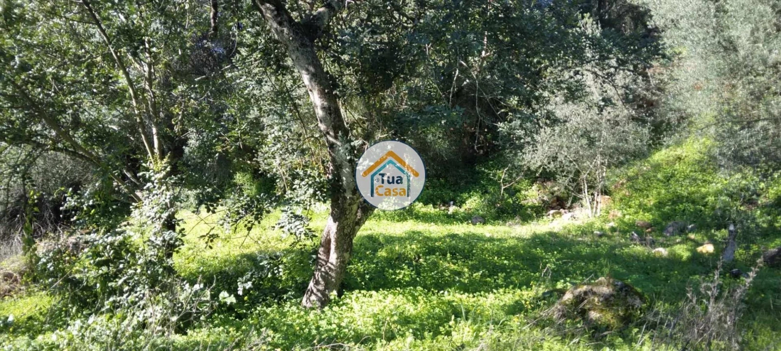 Terreno para Venda em Salir Foto 15