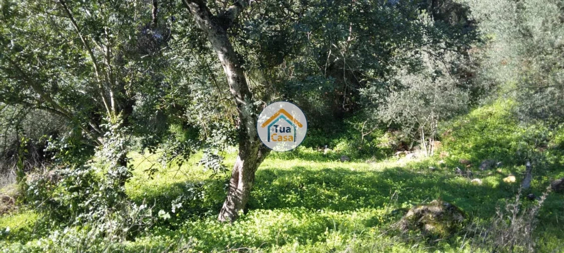 Terreno para Venda em Salir Foto 15
