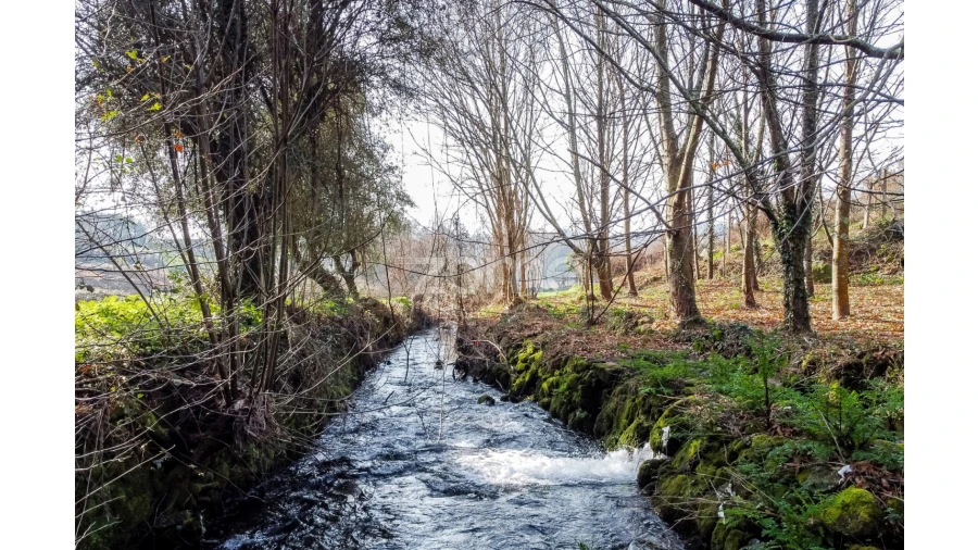 Terreno para Venda em Navió e Vitorino dos Piães Foto 12
