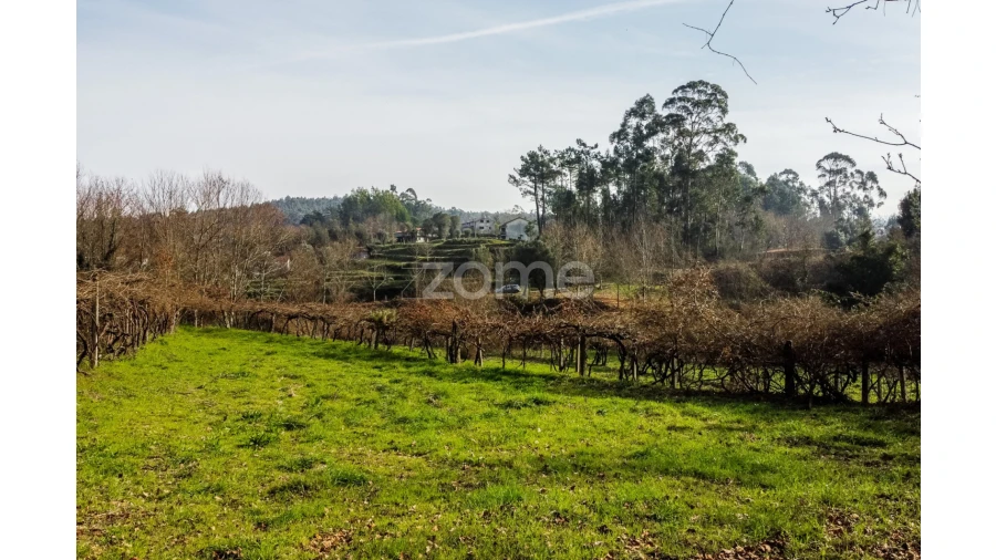 Terreno para Venda em Navió e Vitorino dos Piães Foto 15