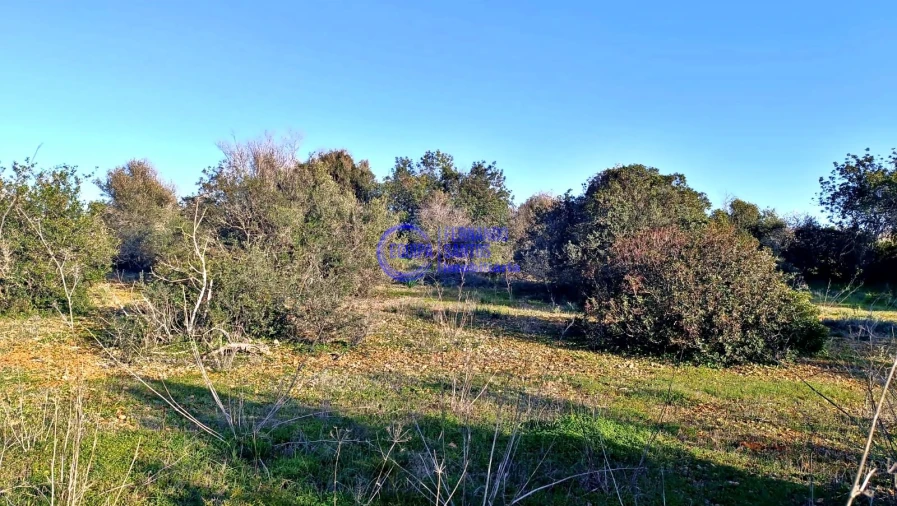 Terreno para Venda em Guia Foto 6