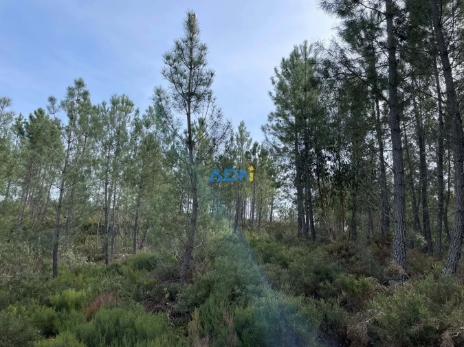 Terreno para Venda em Sarzedas Foto 12