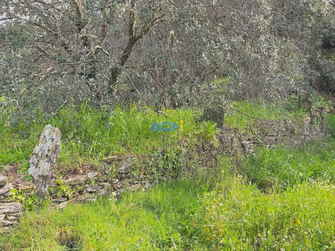 Terreno para Venda em Sarzedas Foto 7