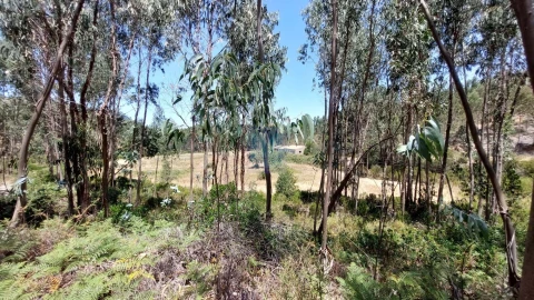 Quinta T6 para Venda em Aljezur