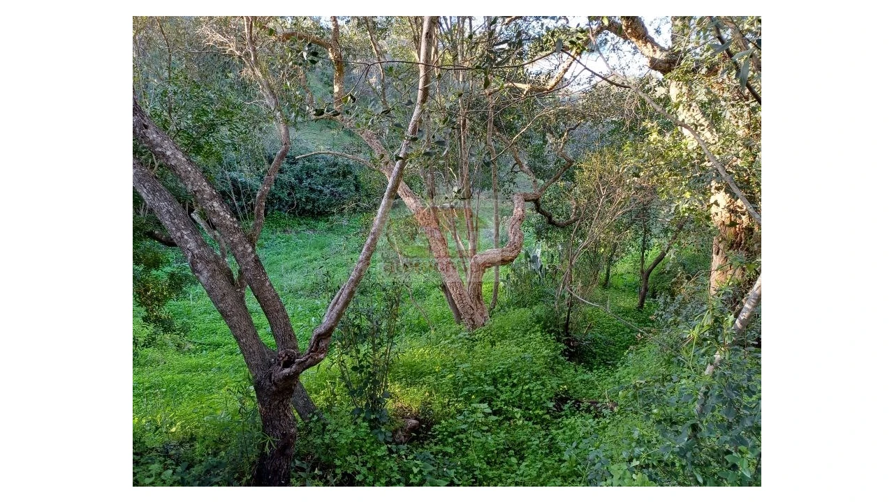 Quinta T2 para Venda em Melides Foto 7