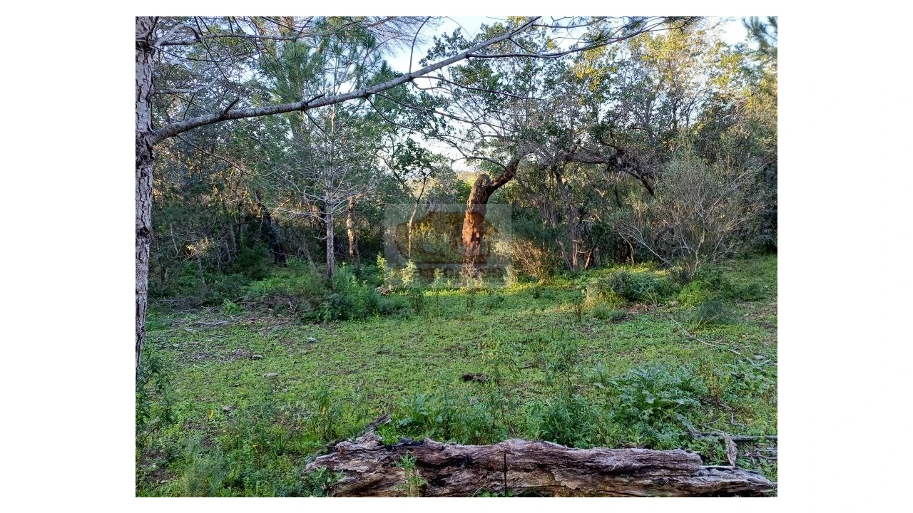 Quinta T2 para Venda em Melides Foto 10