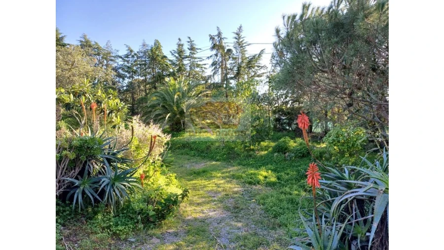 Quinta T2 para Venda em Melides Foto 3