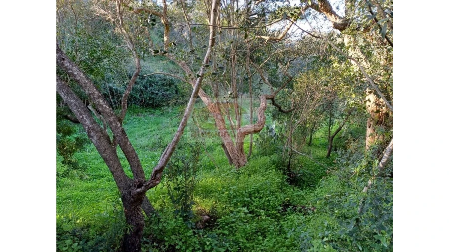 Quinta T2 para Venda em Melides Foto 7