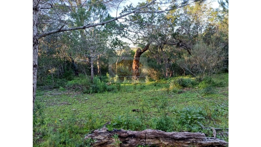 Quinta T2 para Venda em Melides Foto 10
