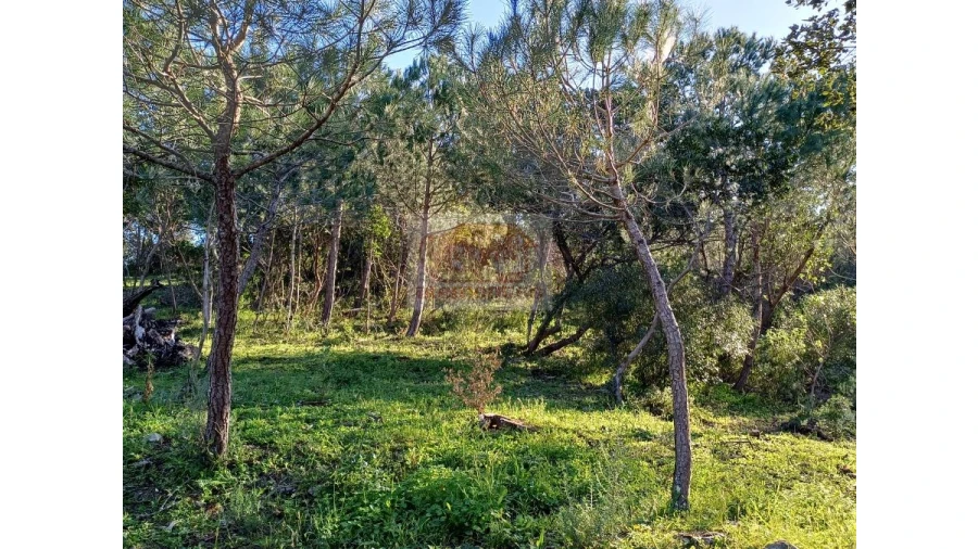 Quinta T2 para Venda em Melides Foto 6