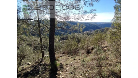 Terreno Agricola ou Rústico para Venda em Castelo Branco