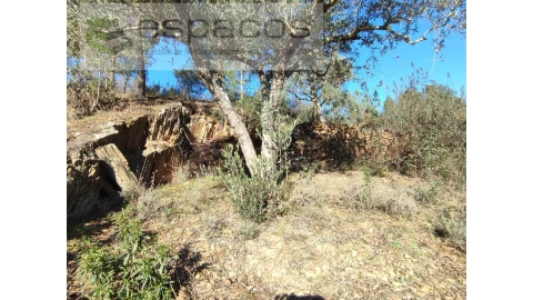 Terreno Agricola ou Rústico para Venda em Castelo Branco
