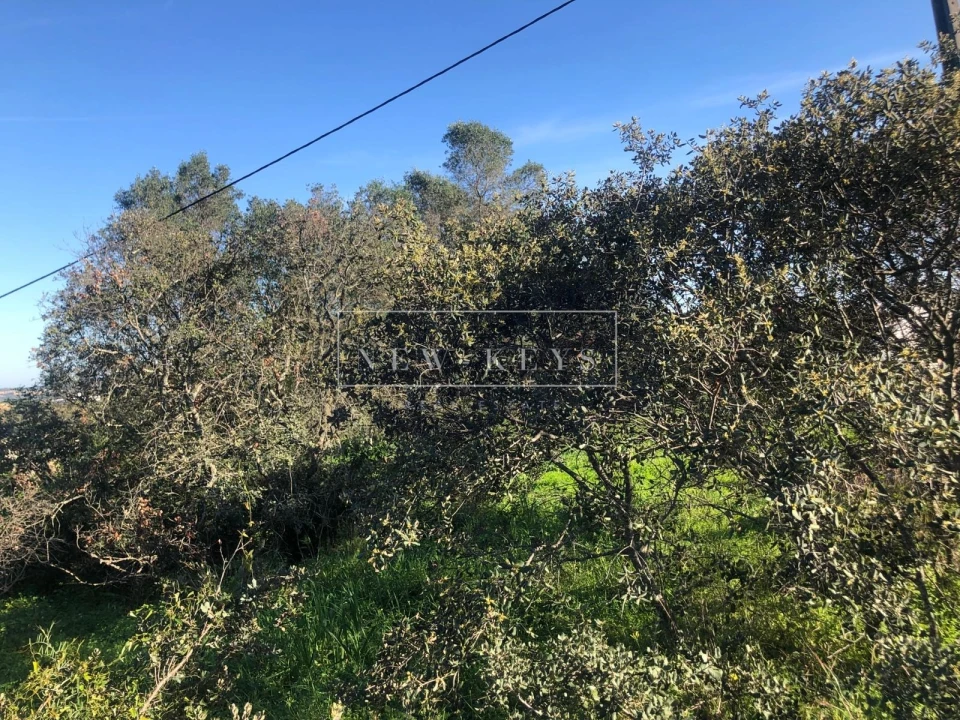 Terreno para Venda em Mexilhoeira Grande Foto 3
