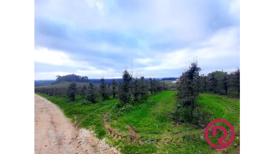 Terreno para Venda em Carvalhal Benfeito Foto 6