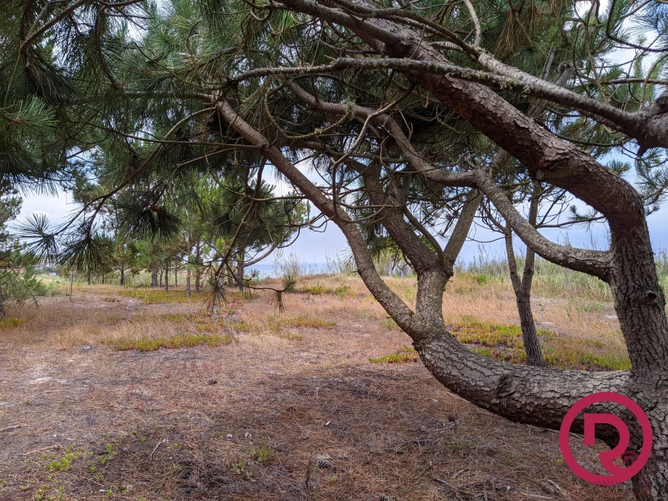 Terreno para Venda em Caldas da Rainha - Santo Onofre e Serra do Bouro Foto 12