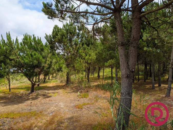 Terreno para Venda em Caldas da Rainha - Santo Onofre e Serra do Bouro Foto 7