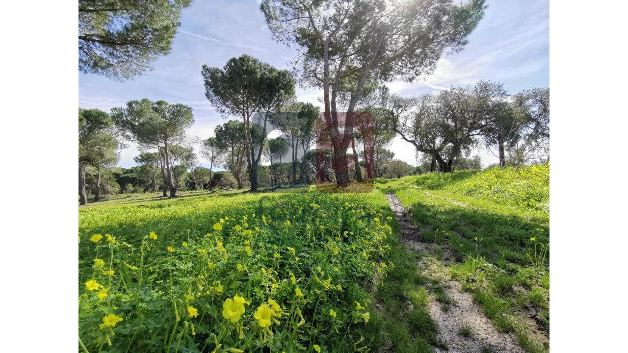 Terreno para Venda em Couço Foto 16
