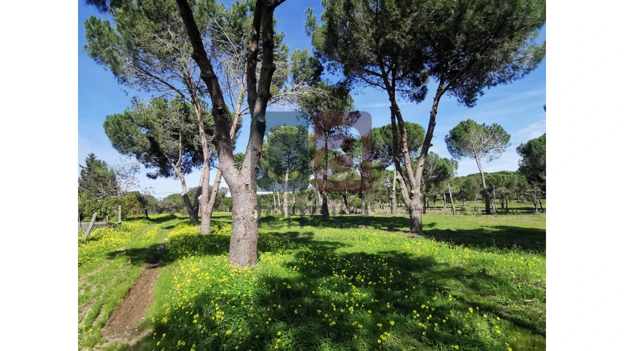 Terreno para Venda em Couço Foto 26