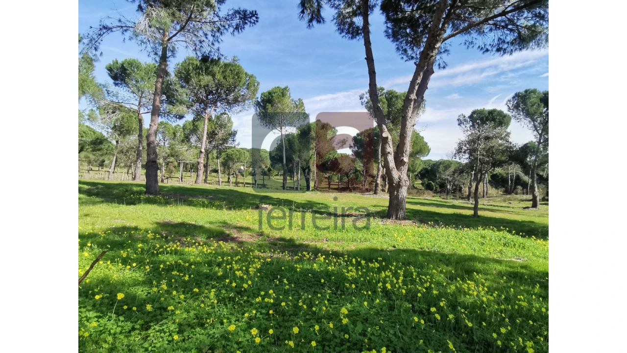 Terreno para Venda em Couço Foto 28